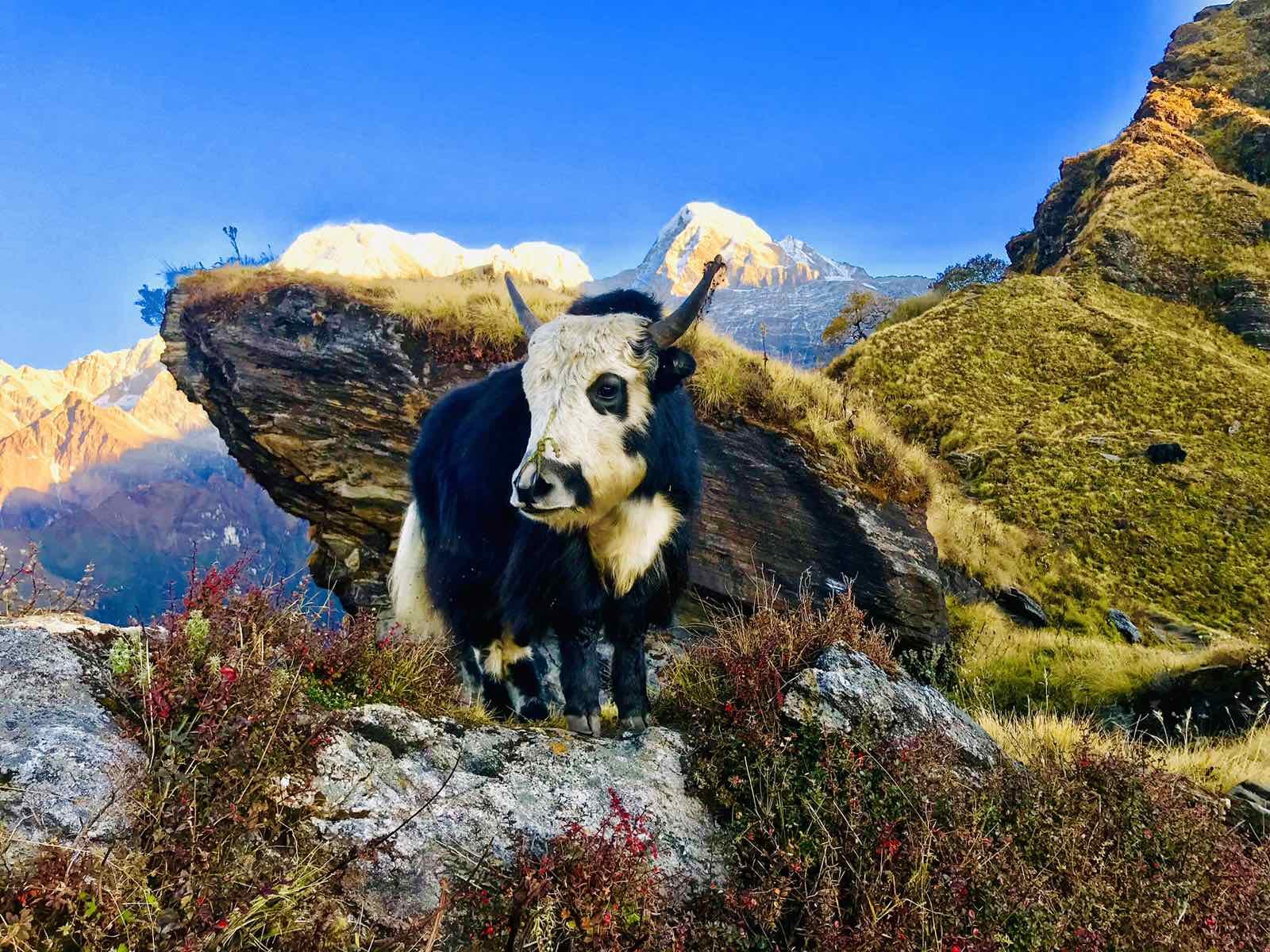 Khopra Trek gallery image 1